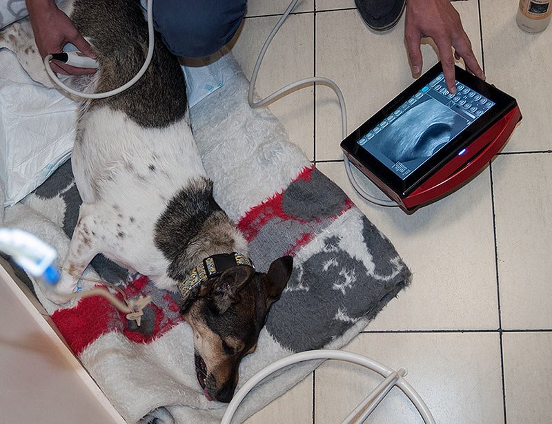 4vet-slim-super-portable-ultrasound-scanner-practical-ha